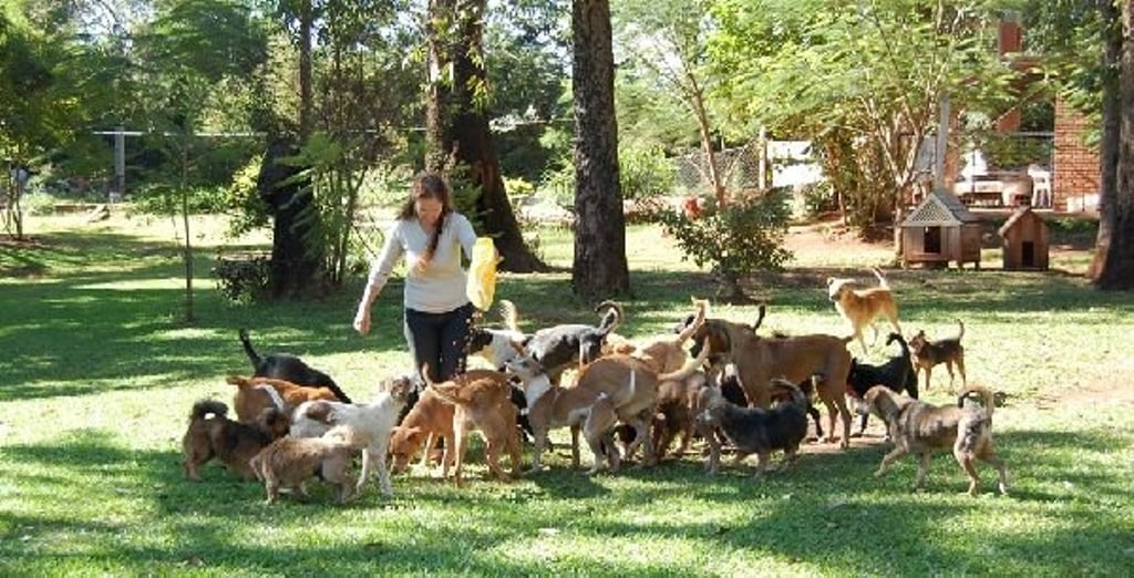 Asociación Amigos de los Animales